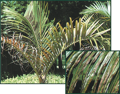 Image with text section